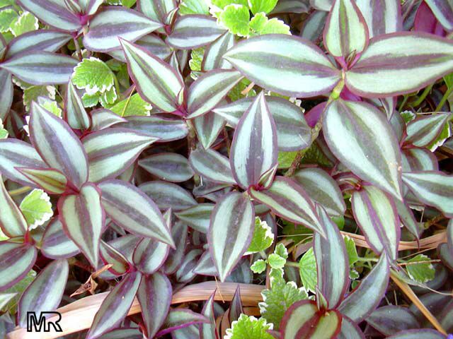 wandering jew